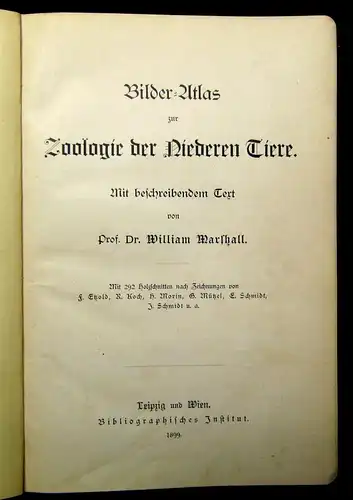 Marshall Bilder-Atlas zur Zoologie der Niederen Tiere beschreibender Text 1899