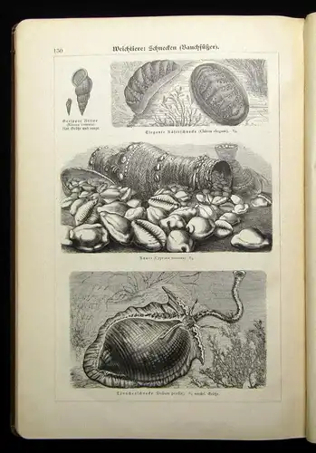 Marshall Bilder-Atlas zur Zoologie der Niederen Tiere beschreibender Text 1899