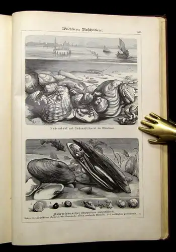 Marshall Bilder-Atlas zur Zoologie der Niederen Tiere beschreibender Text 1899