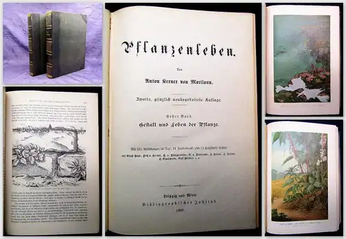 Kerner Pflanzenleben 2 Bde. Gestalt und Leben der Pflanze u.a. 1896/98 Botanik