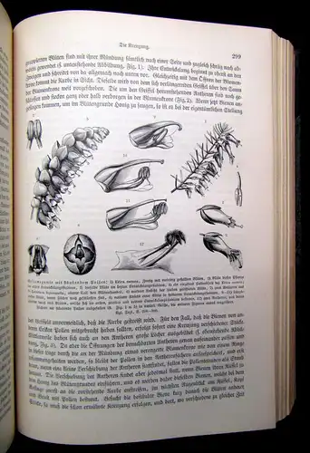 Kerner Pflanzenleben 2 Bde. Gestalt und Leben der Pflanze u.a. 1896/98 Botanik