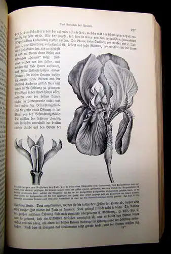 Kerner Pflanzenleben 2 Bde. Gestalt und Leben der Pflanze u.a. 1896/98 Botanik