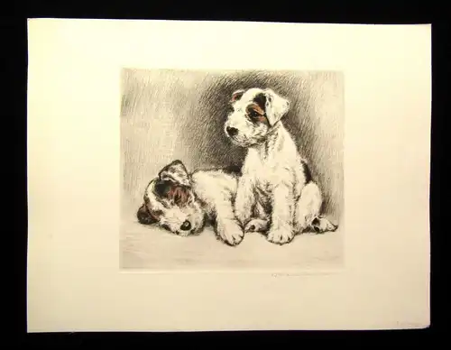 teilkor. Radierung Zwei süße Terrier um 1910 unbek.Künstler 19,5 x 17cm signiert