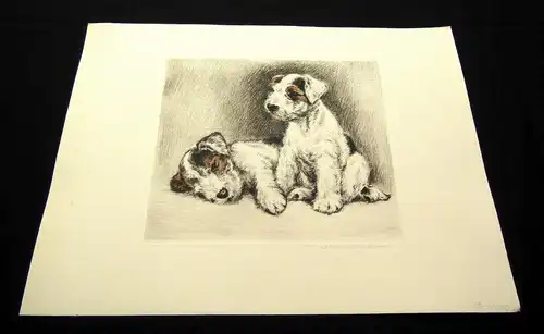 teilkor. Radierung Zwei süße Terrier um 1910 unbek.Künstler 19,5 x 17cm signiert