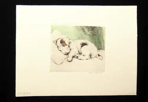 Neumann Herm. Fritz kolorierte Radierung süßer Terrier 1910 11 x 9,5 cm signiert