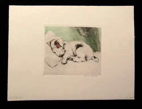 Neumann Herm. Fritz kolorierte Radierung süßer Terrier 1910 11 x 9,5 cm signiert