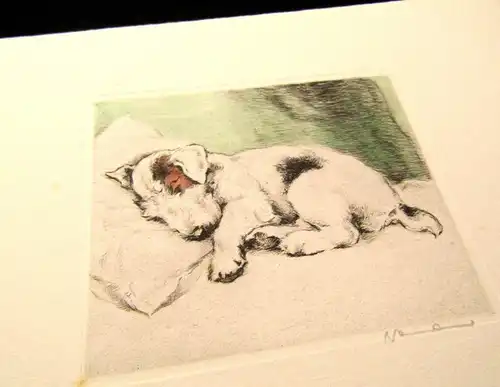 Neumann Herm. Fritz kolorierte Radierung süßer Terrier 1910 11 x 9,5 cm signiert