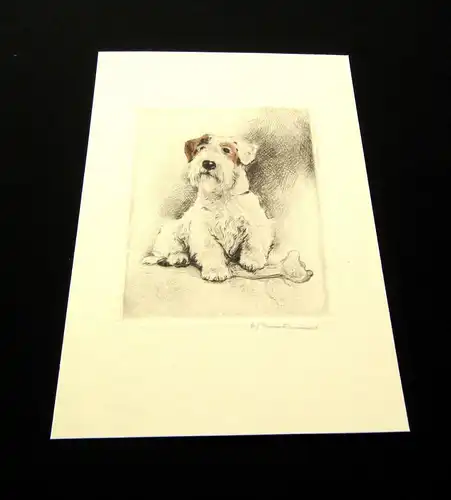 Neumann teilkolorierte Radierung Terrier mit Knochen um 1910 11 x 9 cm signiert