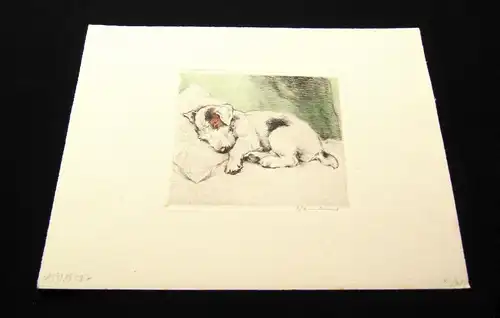Neumann kolorierte Radierung schlafender Terrier um 1910 11 x 9,5 cm signiert