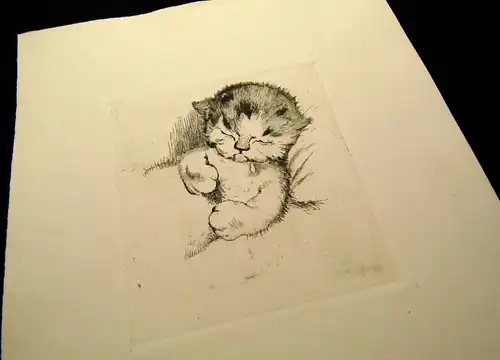 Radierung süßes Babykätzchen, niedliche Katze um 1920 unbek.Künstler 14x13 cm