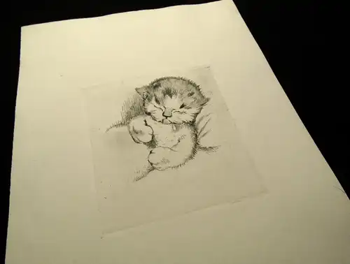 Radierung süßes Babykätzchen, niedliche Katze um 1920 unbek.Künstler 14x13 cm