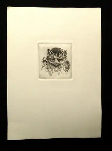 Radierung süßes Babykätzchen, niedliche Katze um 1920 unbek.Künstler 7 x7 cm