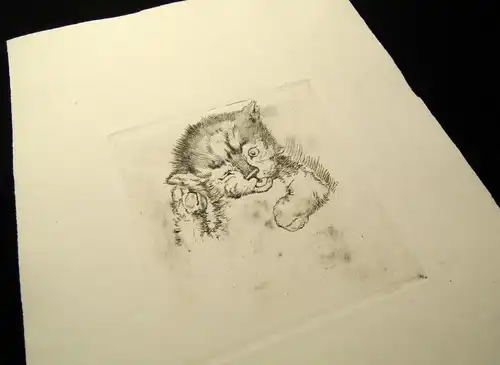 Radierung süßes Babykätzchen, niedliche Katze um 1920 unbek.Künstler 14 x 13,5cm
