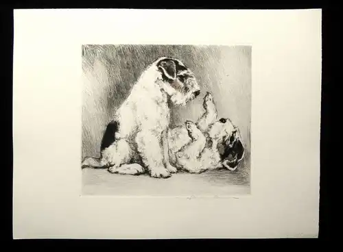 teilkor. Radierung Zwei süße Terrier um 1910 unbek.Künstler 19,5 x 17cm signiert