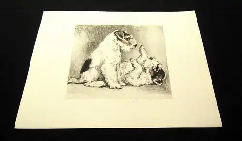 teilkor. Radierung Zwei süße Terrier um 1910 unbek.Künstler 19,5 x 17cm signiert