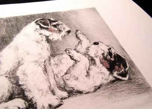 teilkor. Radierung Zwei süße Terrier um 1910 unbek.Künstler 19,5 x 17cm signiert