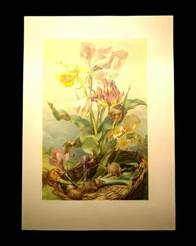 "Die Pflanze" 1886  Pl.14 Florales Stillleben mit Mäuschen Lithographie F. Sturm