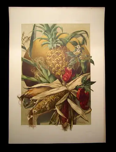 "Die Pflanze" Mais, Ananas, Paprika, 1886 Pl. 120 Lithographie E. Unger