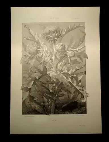 "Die Pflanze" 1886 Pl. 60 Photozinkographie Artischoke von Prof. F. Sturm