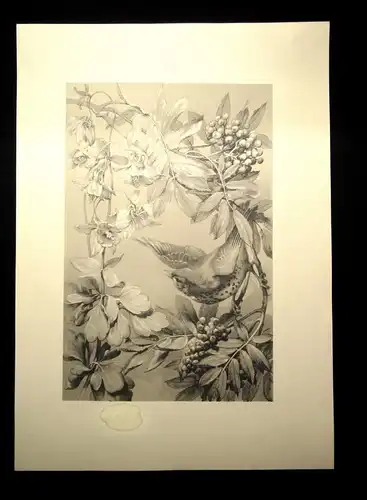 "Die Pflanze" 1886 Pl. 31 Lichtdruck von Prof. F. Sturm Eberesche und Akelei