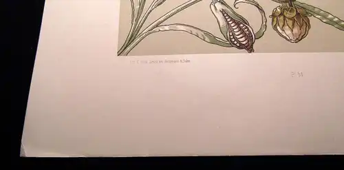 "Die Pflanze" in Kunst u. Gewerbe 1886 Pl. 51 Seerose u. Schwertlilie A. Seder