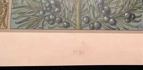 "Die Pflanze" 1886 Pl.93 Cypresse,Kiefer,Ceder, Pinie und Wacholder von A. Seder