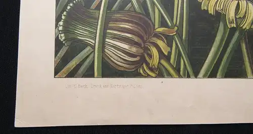"Die Pflanze" 1886 Pl.48 Lithographie Seerose, Rohrkolben von A. Seder