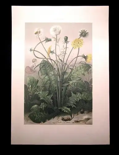 "Die Pflanze" 1886  Pl. 98 Löwenzahn Lithographie E. v. Luttig Naturalistisch