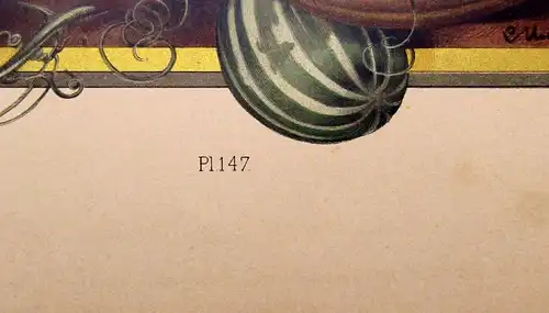 "Die Pflanze" in Gast und Gewerbe 1886  Pl. 147 Zaunrübe Lithographie E. Unger