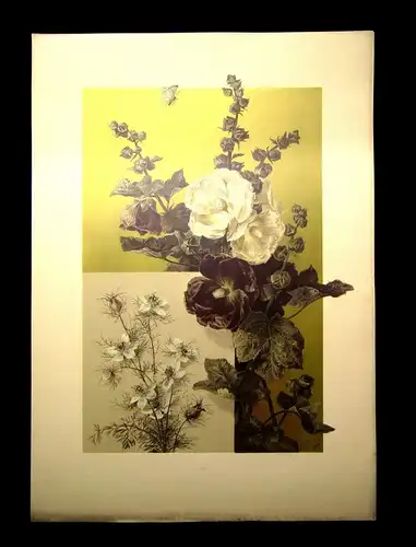 "Die Pflanze" 1886 Pl. 103 Naturalistisch Lithographie Malve(Pappelrose) Jungfer
