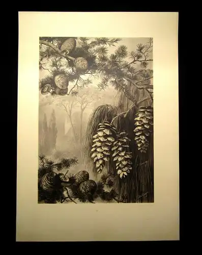 "Die Pflanze" 1886 Pl. 89 Ceder Lichtdruck von Xaver Birkinger Naturalistisch