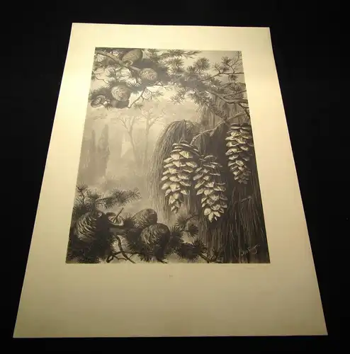 "Die Pflanze" 1886 Pl. 89 Ceder Lichtdruck von Xaver Birkinger Naturalistisch