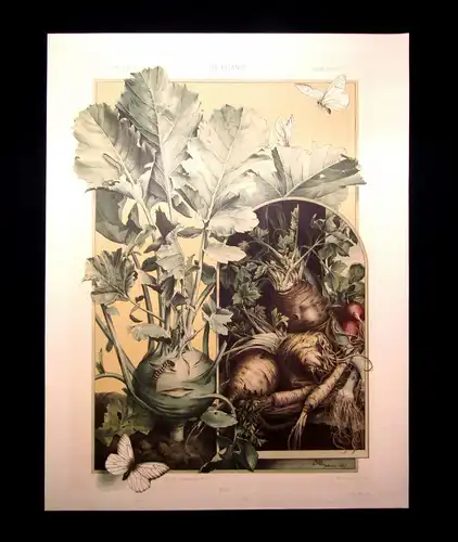 "Die Pflanze " 1886 Pl. 137 Kohlrabi, Rettig ,Sellerie E. Unger Lithographie