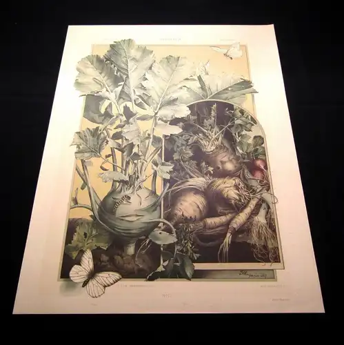 "Die Pflanze " 1886 Pl. 137 Kohlrabi, Rettig ,Sellerie E. Unger Lithographie