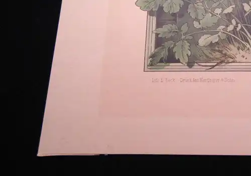 "Die Pflanze " 1886 Pl. 95 Lithographie Aaronstab von E. Unger Lithographie