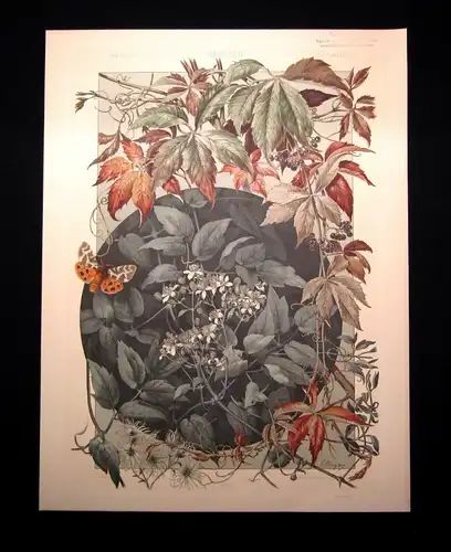 "Die Pflanze " 1886 Pl. 159 Lithographie von E. Unger Wilder Wein, Waldrebe