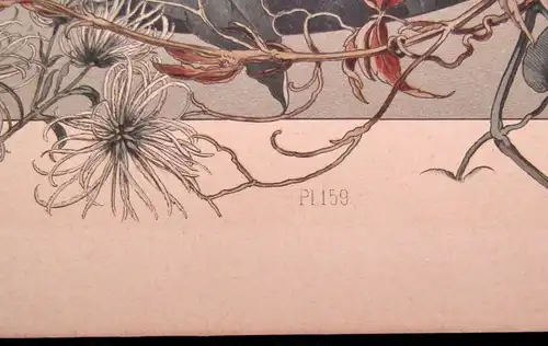 "Die Pflanze " 1886 Pl. 159 Lithographie von E. Unger Wilder Wein, Waldrebe