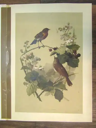 Vogel- Rouge Gorge et Rossignol /Nachtigall Jugendstil Folio Passepartout 1880