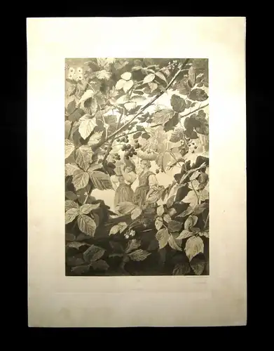 "Die Pflanze" 1886 Pl. 153 Heliogravüre Brombeere,Himbeere F.Simm Naturalistisch