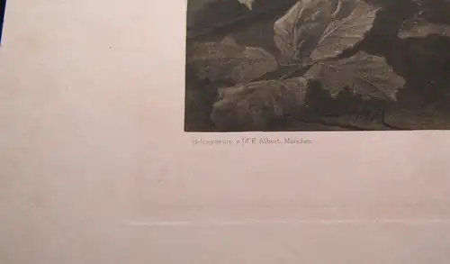 "Die Pflanze" 1886 Pl. 153 Heliogravüre Brombeere,Himbeere F.Simm Naturalistisch