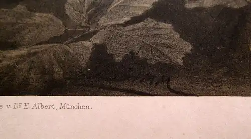 "Die Pflanze" 1886 Pl. 153 Heliogravüre Brombeere,Himbeere F.Simm Naturalistisch