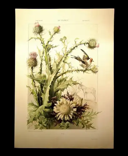 "Die Pflanze" 1886  Pl. 180 Eseldistel, Wetterdistel Xaver Birkinger