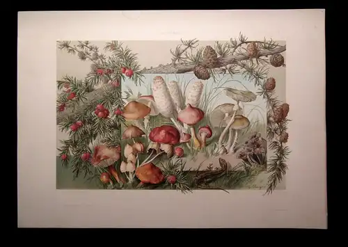 "Die Pflanze" 1886 Pl. 86 Naturalistisch Lithographie Lärche,Pilze,Eibe E.Unger