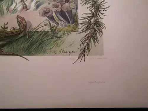 "Die Pflanze" 1886 Pl. 86 Naturalistisch Lithographie Lärche,Pilze,Eibe E.Unger