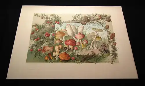 "Die Pflanze" 1886 Pl. 86 Naturalistisch Lithographie Lärche,Pilze,Eibe E.Unger