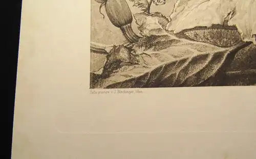 "Die Pflanze" 1886 Pl. 146 Heliogravüre Pumpkin,Squash,Gurke II Prof. F. Sturm