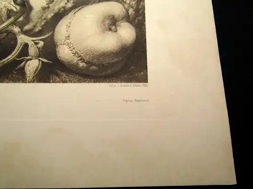 "Die Pflanze" 1886 Pl. 146 Heliogravüre Pumpkin,Squash,Gurke II Prof. F. Sturm