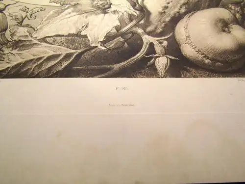 "Die Pflanze" 1886 Pl. 146 Heliogravüre Pumpkin,Squash,Gurke II Prof. F. Sturm