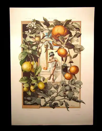 "Die Pflanze" 1886 Pl. 129 Lithographie Citrone,Orange,Feige Natural. E. Unger