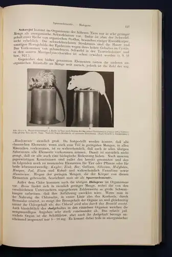 Lehnartz Einführung in die chemische Physiologie 1952 Geschichte Wissen sf